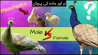 How to identify Males and Females in Peachicks | Peacock Villa