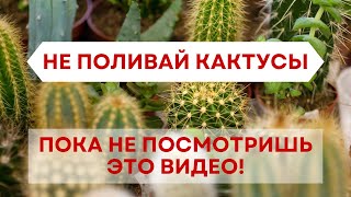 НЕ поливай кактусы, пока не посмотришь это видео! Как правильно поливать кактусы и суккуленты летом?