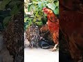 chickens unleashed exploring chicken behavior and communication