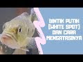 PENYAKIT BINTIK PUTIH / WHITE SPOT DAN CARA PENANGANANNYA | ENGLISH SUBTITTLE