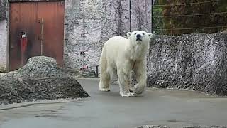 ポロロ（とくしま動物園）１４３７　おやつ前のソワソワ