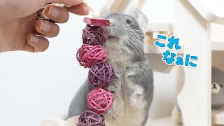 遊んでほしい飼い主ときまぐれなチンチラとデグー