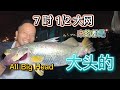 49)【海上收网】放【7吋1/2 大网】，来的都是【头大大身大大的】siakap...ikan panjang...All Big Big head