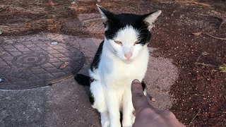 ハチワレちゃんに遊ばれてる。公園地域猫動画 japanese cat videos