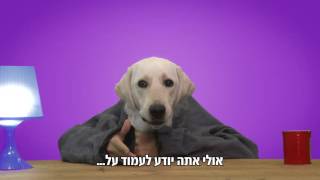 אל תגבילו אותנו – כלבי הנחייה על העדר נגישות במרחב הציבורי 2016