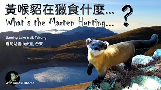 嘉明湖登山步道－(黃喉貂在獵中) Jiaming Lake Hike (Yellow-throated Marten Hunting)