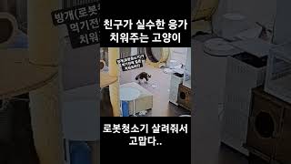 대참사를 막은 고양이 (로봇청소기가 응가 먹을뻔...)