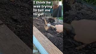 Kookaburra Scared of a Little Worm