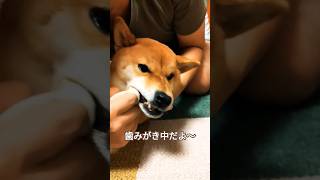 歯みがき中だよ〜♪柴犬モモちゃん。嫌なのかと思いきや… #いぬ #癒し #animal #cute #dog #doglover #love #funny #funnydog #変顔