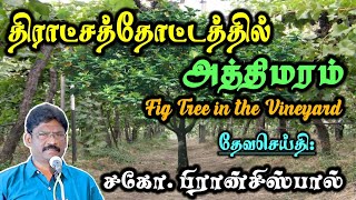 18.திராட்சத்தோட்டத்தில் அத்தி மரம் ★ FIG TREE IN THE VINEYARD ★