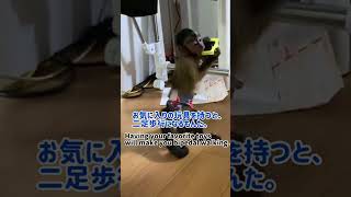 フサオマキザルベビーの二足歩行　Capuchin monkey #Shorts