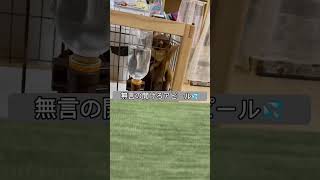 【可愛すぎ】盆明けサラリーマン、仕事終わりの”癒し”の一杯【犬】【かわいい】【ぴの】#shorts #short