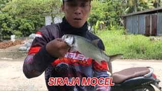 CASTING TARPON | DIHULU DAN HILIR SUNGAI #daiwa #fishing #mancing #irolyfishingteam