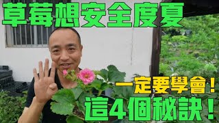 草莓度夏難，一定要掌握這4個秘訣！否則草莓很難熬過夏天！【手藝人飛羽】