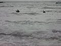 pelicanos en maicolpue rio sur