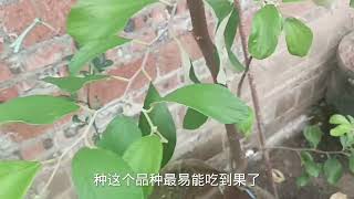 大青枣怎样才能开花结果