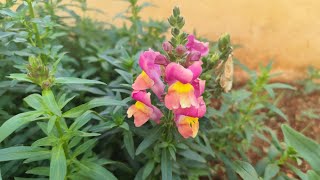 Το φυτό Αντίρρινο το μέγα (Antirrhinum majus) ή σκυλάκι.: μωβ - κίτρινη ποικιλία