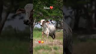 Jay gou mata #cow #gaumata #trending #viralshorts #yshorts