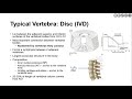 spine functional anatomy overview