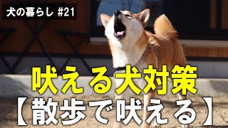 【犬の暮らし# 21】吠える犬対策「散歩で吠える」