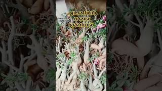 Big Adenium plants with out soil 6மாதமாக மண் இல்லாமல் அடீனியம் செடிகளின் அழகு @gardengalleryds