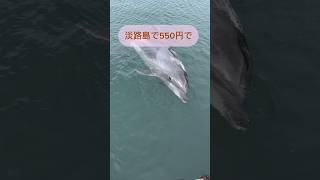 【コスパ最強!】夏休みにおすすめ！イルカが間近で見れちゃう淡路島穴場スポット🐬#淡路島#淡路島観光#淡路島穴場#awajishima#観光スポット#関西旅行