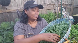 Harvest time in the Harvey garden.  #Onion-tops #Broccoli