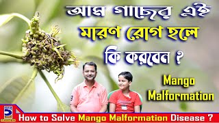 আম গাছে এই মারণ রোগ হলে কি করবেন ? How to solve mango malformation disease ? আম গাছের অঙ্গ বিকৃতি !