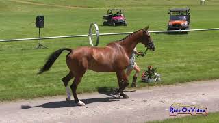 040J1 Lucienne Bellissimo on Caitane Z CCI3* Long Jog 1 Rebecca Farm July 2022