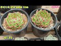 루비다육2탄 요즘핫한금다육과 저렴히창들 많아요 택배 010 5895 1110 korean succulent plants