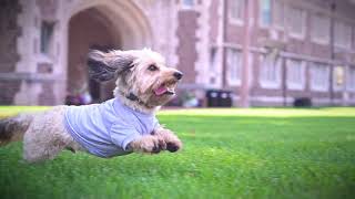 Washu Pets Washington University