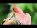 Northern Cardinal Mating dance