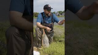 Foraging Sea Beans #shorts