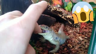 i get two bites of the European eyed lizard while feeding  (feeding fail) !!