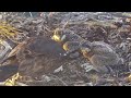 Good morning breakfast from osprey dad | Port Lincoln Osprey | Nov 4, 2024