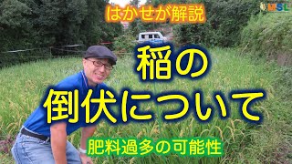 はかせが解説「稲の倒伏について」（肥料過多の可能性）