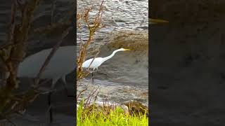 GREAT EGRET CATCHES A TASTY MEAL  😋🧐😱#shorts #youtubeshorts #interestingshorts #amazing