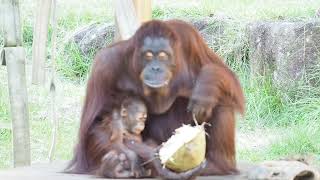 多摩動物公園 みんなで椰子の実🎵② ボルネオオランウータン