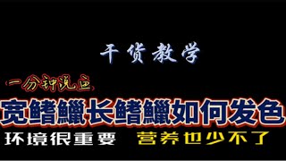 宽鳍鱲和长鳍鱲都被你养成了白板，多丢人啊