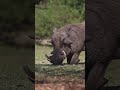 most embarrassing animal kingdom moments animals shorts nature