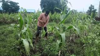 काळ्या काळ्या मातीत