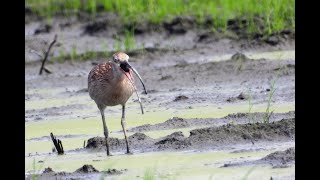 東港鎮的大杓鷸Curlew （2020 09 23）