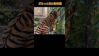 舌出しトラのメイ。旭山動物園の キリル＆ザリアファミリー #shorts#zoo#tiger#animals