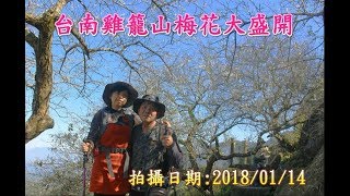 台南雞籠山梅花大盛開