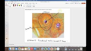 Histology of Osseous Tissue