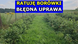 Ratuję Borówki. Uprawa Borówek Zagrożona. Plantacja Borówki Błędy w Uprawie Gleba, Cięcie, Nawożenie