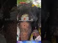 மாயூரநாதர் கோயில் யானைக்கு கஜபூஜை gajapuja to mayuranath temple elephant