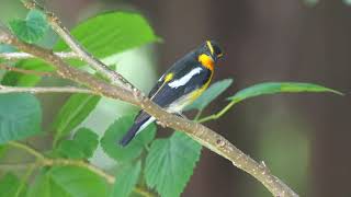 黃眉黃鶲(黃眉姬鶲)指名亞種(Narcissus Flychtcher)