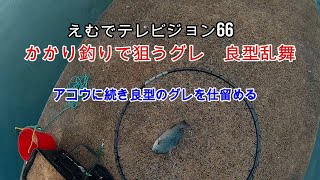 えむでテレビジョン66　かかり釣りでグレを狙う　良型乱舞