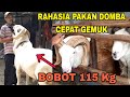 HARGA DOMBA GARUT DI KANDANG UD.FIRDAUS H.KASNITO CIREBON